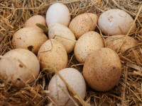 Turkey Hatching eggs