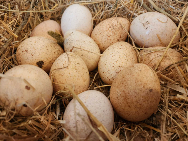 Turkey Hatching eggs in Livestock in Bridgewater