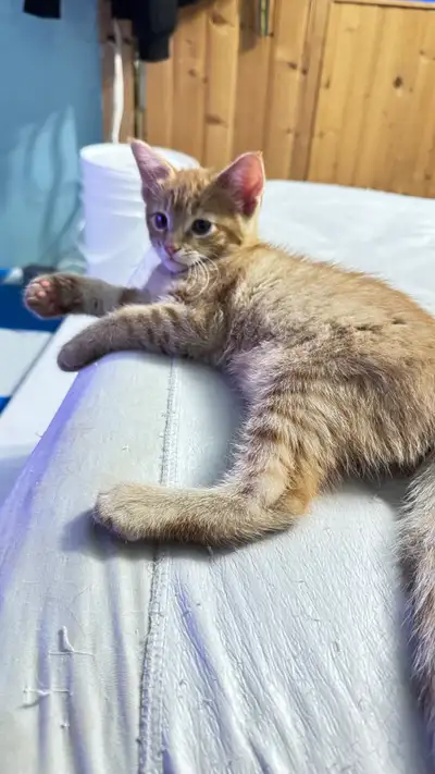 2 orange male kittens for rehoming, View more