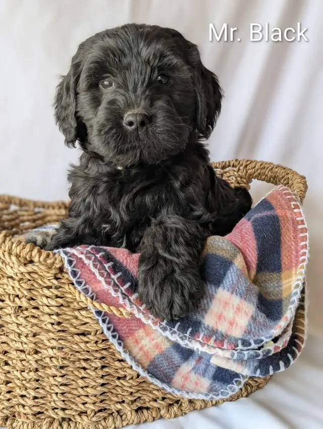 F1 MINATURE GOLDENDOODLE PUPPIES in Dogs & Puppies for Rehoming in Winnipeg - Image 4