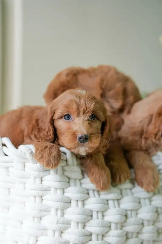 Adorable Mini Goldendoodles puppies for Loving Homes in Dogs & Puppies for Rehoming in Oakville / Halton Region - Image 10