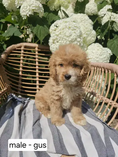Adorable cockapoo puppies for sale, View more