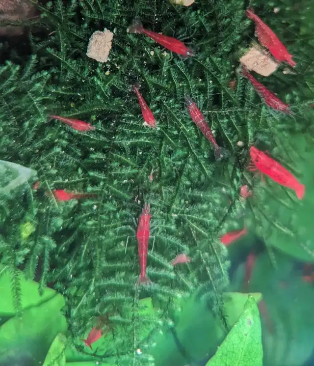 Red Cherry Shrimp (neocaridina) in Fish for Rehoming in Markham / York Region - Image 3