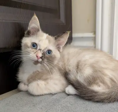 Baby Kitten for sale, View more