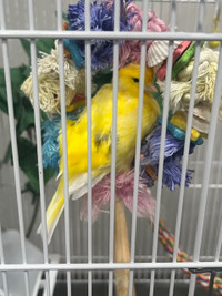 Two Male Canary Birds - Make a Reasonable Offer