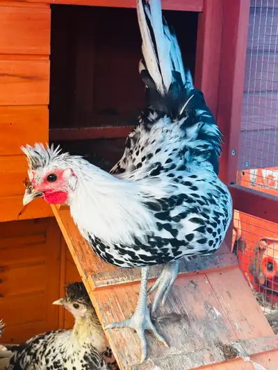 appenzeller spitzhauben rooster , View more