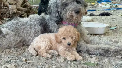 Poodle puppies, View more
