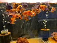 Clearance Sale : OB Peacock Cichlid : $30 each when you buy 4+