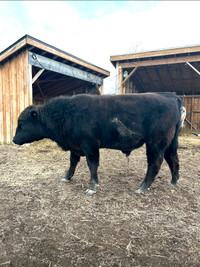 Registered Yearling Speckle Park Bull