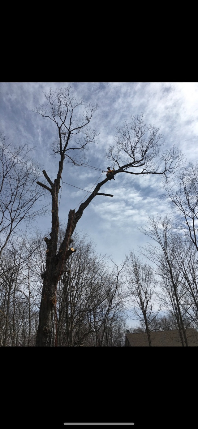 CTC Treel Removal!!  in Lawn, Tree Maintenance & Eavestrough in Sudbury