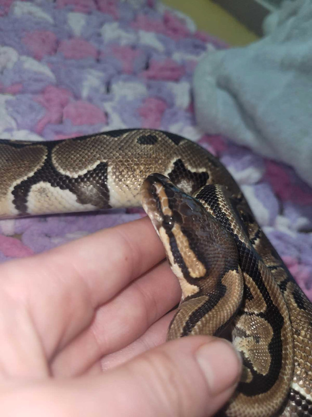 Ball python for sale  in Reptiles & Amphibians for Rehoming in Regina - Image 3
