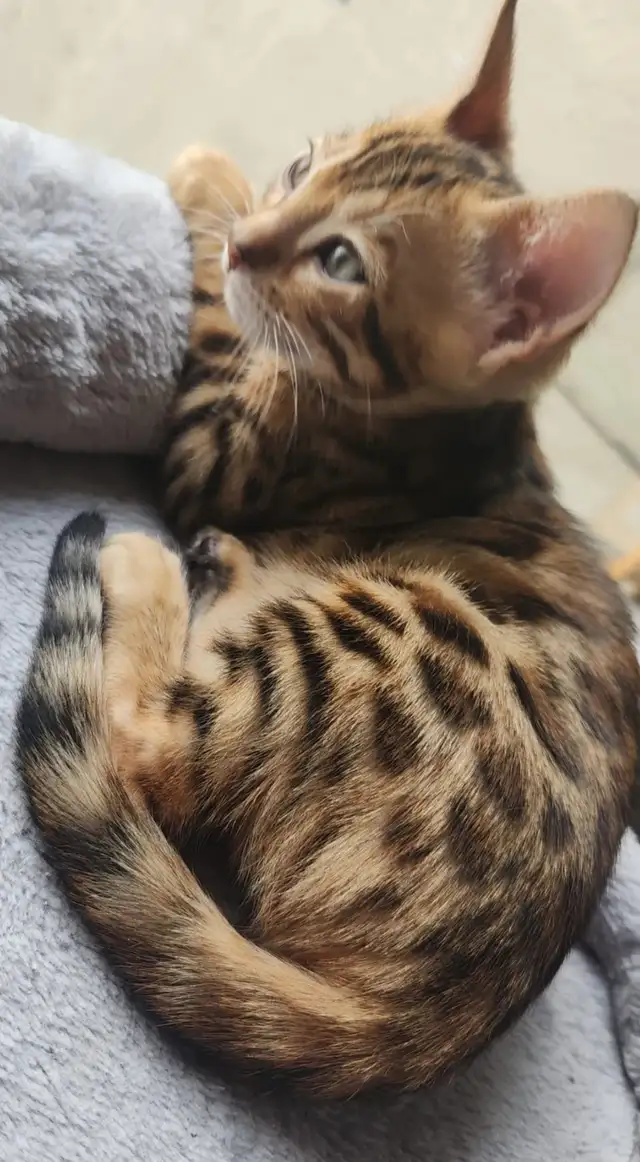 Luxury Bengal Kittens – Trained, Vet-Checked, Ready Now! in Cats & Kittens for Rehoming in Vancouver - Image 11