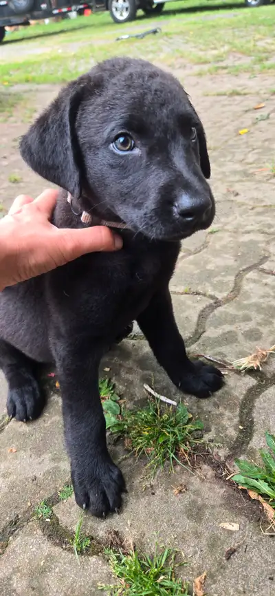 Lab/Chesapeake Puppies, View more