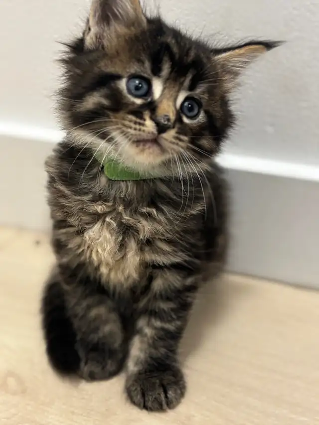 Maine Coon (European &amp; Champion Line) Smoke &amp; Tiger Kittens