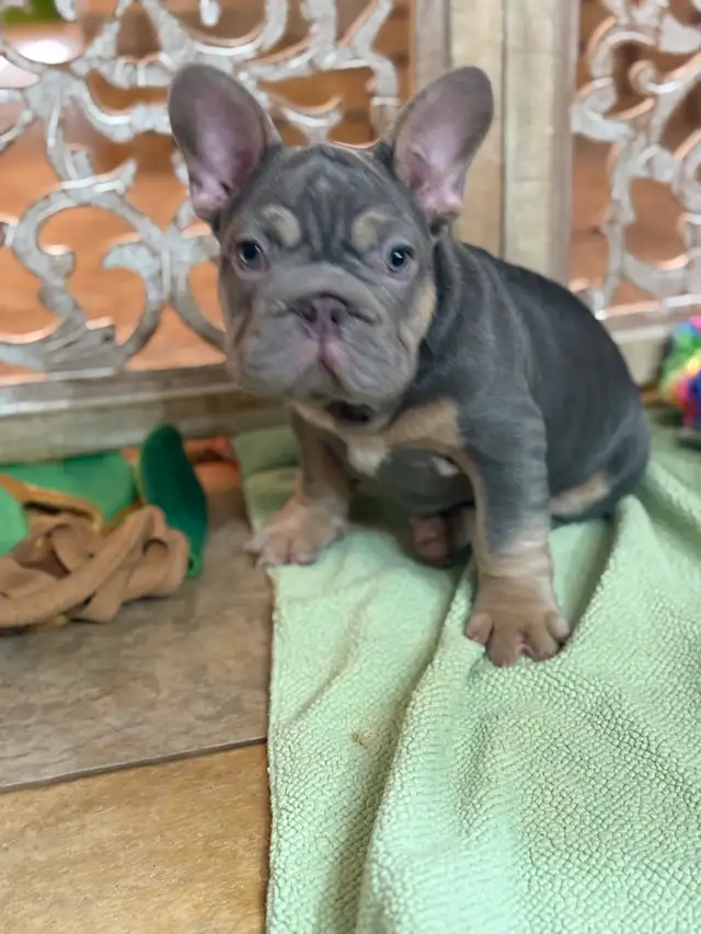 All sold our waiting list for our next wrinkled litter open now in Dogs & Puppies for Rehoming in Strathcona County - Image 5