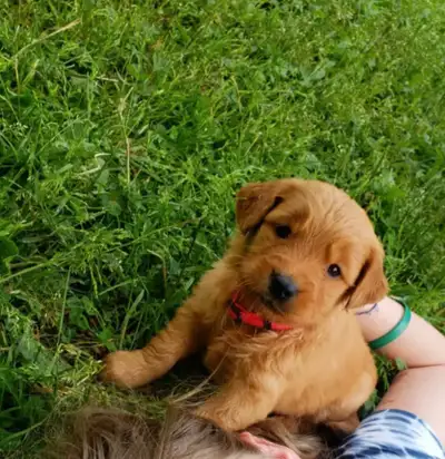 Upcoming litter, due mid April. Currently accepting a few families on our waitlist. Gorgeous litter...