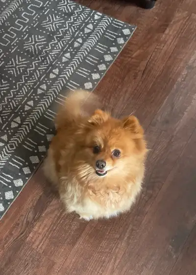 Sammy is a Pomeranian female just turned 7 . Would like to see her go as an only dog. For the one on...