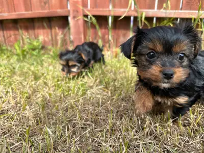female purebread yorkie puppies, View more
