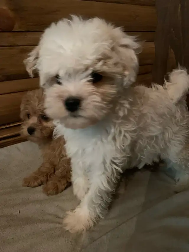 Maltipoo ( Maltese x Poodle ) NO SHEDDING ❤️ in Dogs & Puppies for Rehoming in Gatineau - Image 6