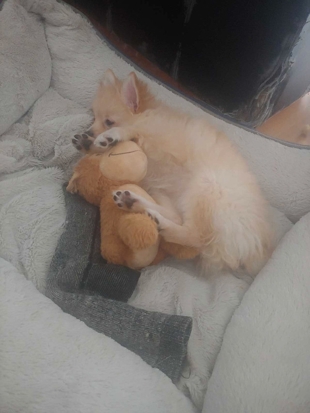 Selling my two Pomeranian female puppies  in Dogs & Puppies for Rehoming in Mississauga / Peel Region