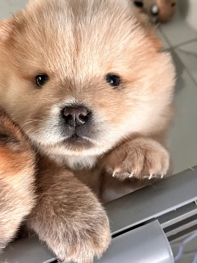 Chow Chow puppies Ready to go in Dogs & Puppies for Rehoming in Oakville / Halton Region - Image 3