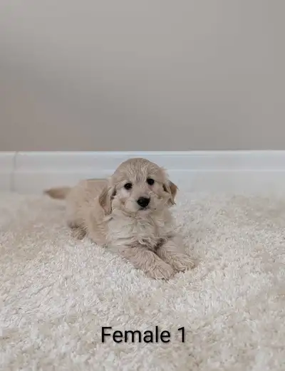 It is best to contact us at: 289-236-9263 A stunning litter of six adorable MINI goldendoodles ready...