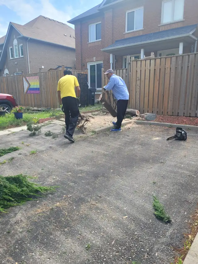Tree Removal services Branch Trimming # 6475143001 in Lawn, Tree Maintenance & Eavestrough in Mississauga / Peel Region - Image 10