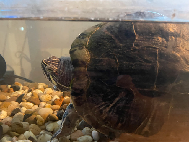 tortue et Aquarium à donner  dans Autre  à Sherbrooke