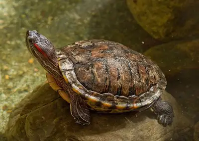 Turtle red ear slider female 8yr, View more