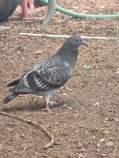 Pigeons for sale, View more