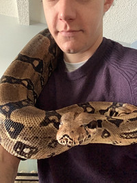 Colombian Boa Constrictor-Need Rehoming