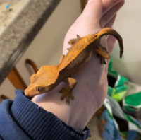 ISO: Crested Gecko Supplies