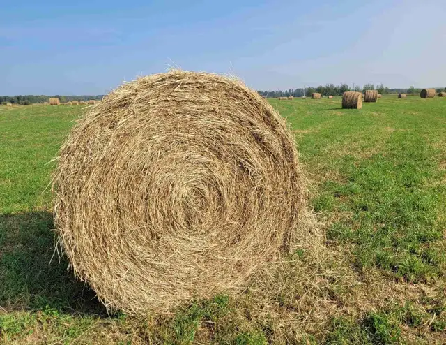 Hay for sale in Other in Red Deer - Image 2