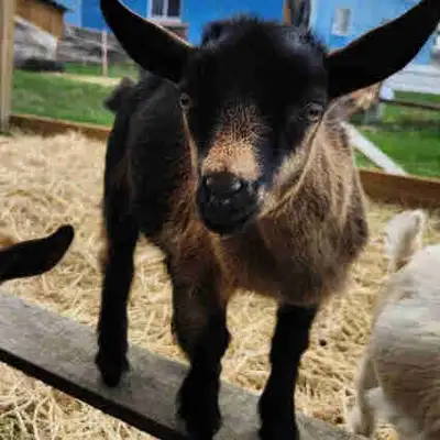 Nigerian dwarf bucklings, View more