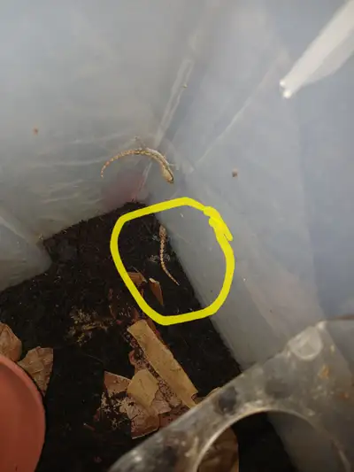 Hawaiian mourning geckos, View more