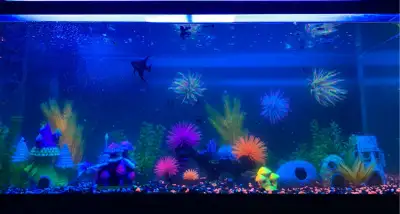 75 gallon fish tank that comes with stand, light for the tank, tank ornaments and fake plants. There...