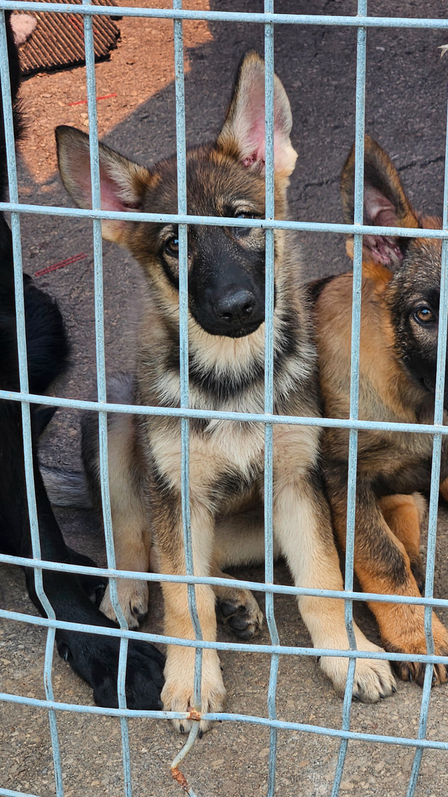 Chiot berger allemand dans Chiens et chiots à adopter  à Longueuil/Rive Sud - Image 3