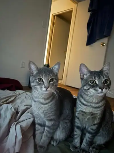 two cats for sale (neutered, microchipped, and vaccinated), View more