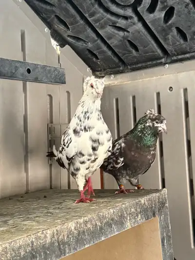 pigeons for sale, View more