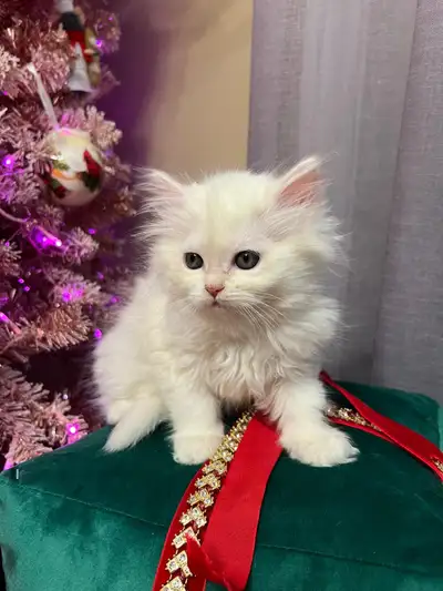 Purebred Siberian Forest Kittens last female available, View more