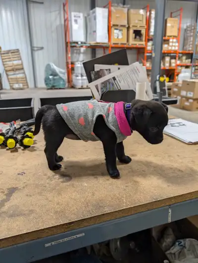 Pug/mini pincher puppy, View more