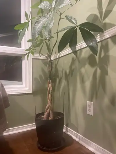 Money Tree Pot is 12 in by 12 inch with drainage plate. Tree trunk is about 3ft high.