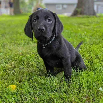 CKC Registered Black Lab Puppies, View more
