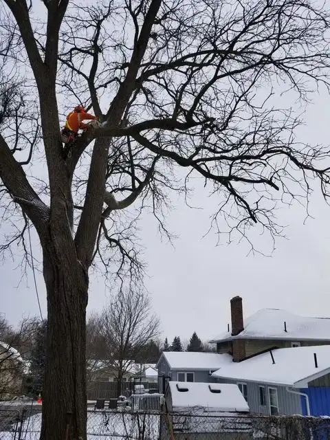 Climbing Bear Tree Care- ISA Cert Arborist- Tree Trim/Removals62863724816643123