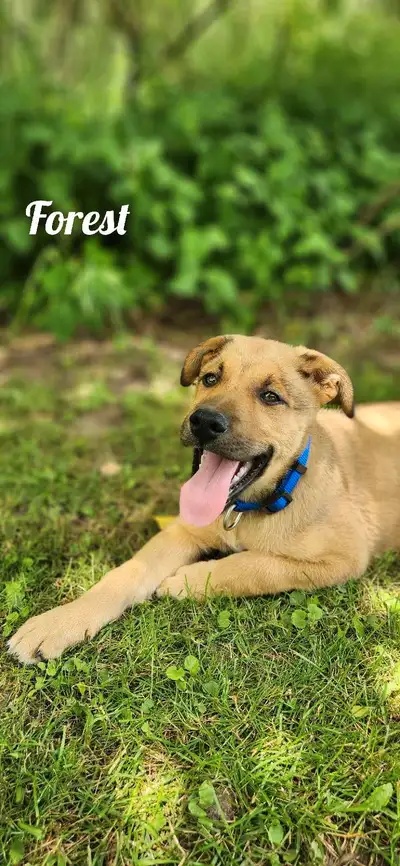 Puppies ready for their New Home!, View more