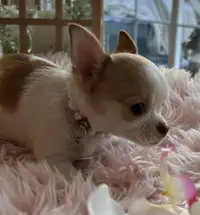 ❤️ Chihuahua  d’amour ❤️
