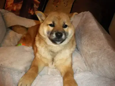 Toute offre raisonnable acceptée  chiot shiba inu, View more