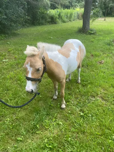 Miniature Stallion , View more