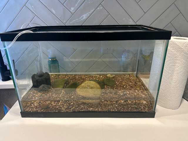 10 gallon tank with everything you need in Fish for Rehoming in Calgary