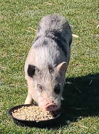 Pot belly pig. Around 45lbs